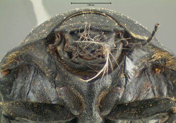 Media type: image;   Entomology 7196 Aspect: head frontal view